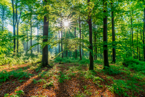 Wald mit Sonne
