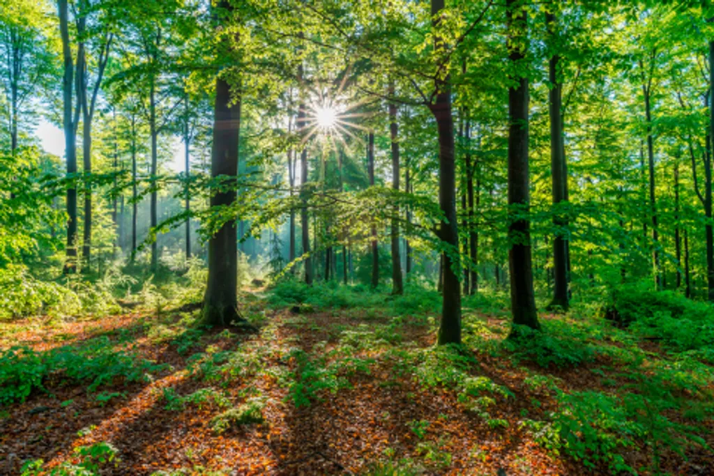 Forest with sunshine