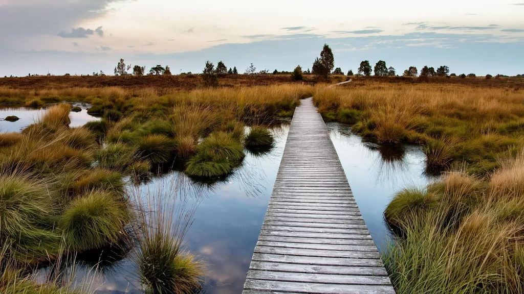 Scenic landscape of the High Fens nature reserve near Aachen