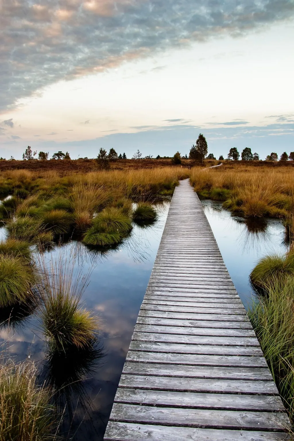 Scenic landscape of the High Fens nature reserve near Aachen
